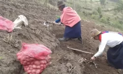 La degradación del suelo en Chimborazo es una amenaza creciente para la producción agrícola de la región que cada vez tiene menos productos