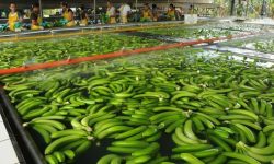 ECUADOR: Fijado Precio del Banano en $ 7.25