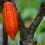 ECUADOR: ACLIMATAR: La Herramienta que transforma el clima en oportunidades para los productores de cacao